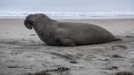 Fakta Menarik Tentang Gajah Laut, Mamalia Laut yang Punya Belalai
