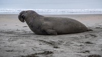 Gajah laut kalau diperhatikan mirip kan dengan anjing laut? Karena, secara taksonomi masih termasuk ke dalam anjing laut.