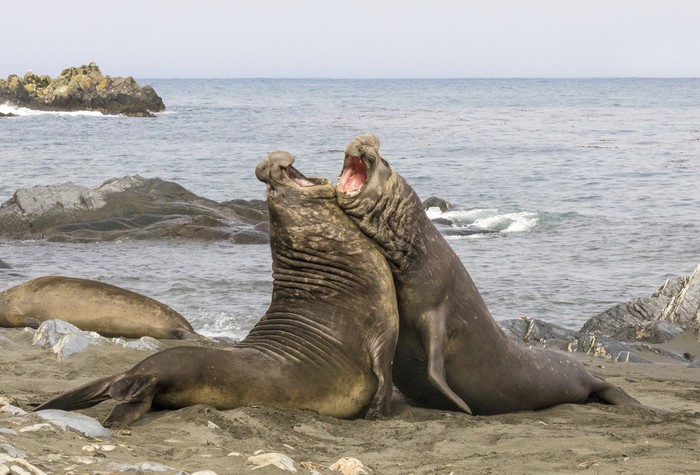 Gajah laut Gajah laut