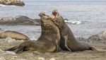 Fakta Menarik Tentang Gajah Laut, Mamalia Laut yang Punya Belalai