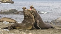Di dunia mereka ternyata ada namanya pejantan alfa alias palyboynya para gajah laut. Jadi, dalam urusan kawin mereka adalah rajanya dan bebas mau kawin dengan betina manapun.