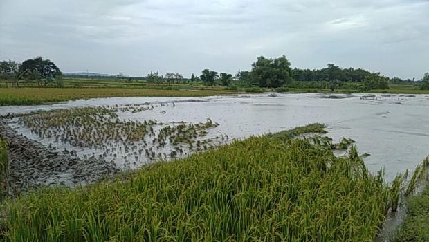 Letusan lumpur mengandung gas sulfur atau belerang dan garam di Desa Grabagan, Kecamatan Kradenan, Kabupaten Grobogan, Selasa (22/2/2022).