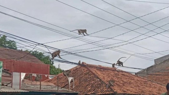Monyet datangi permukiman warga di Bogor (dok. Istimewa)