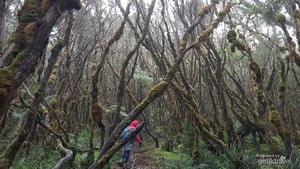 Cerita Pendakian Gunung Latimojong yang Tak Terlupakan, 7 Hari Jalan Kaki