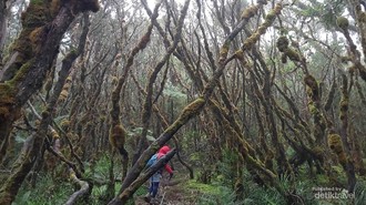 Cerita Pendakian Gunung Latimojong yang Tak Terlupakan, 7 Hari Jalan Kaki