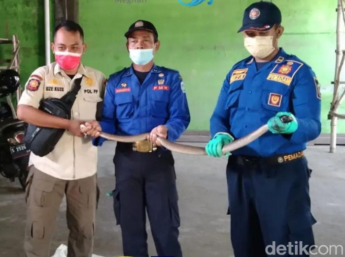 Petugas damkar Lamongan evakuasi kobra