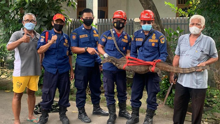 Petugas Pemdaam Kebakaran Jakarta Selatan menangkap biawak di Pancoran.