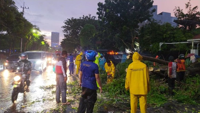 Hujan deras mengguyur Surabaya sejak pukul 16.15 WIB. Karena hujan disertai angin kencang, sehingga banyak pohon yang tumbang.