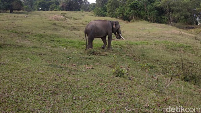 Populasi gajah Sumatera di Bengkulu semakin mengkhawatirkan