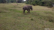 Sedih Banget, Gajah Hamil Ditemukan Mati di Perbatasan Kebun Sawit