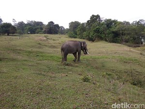 Sedih Banget, Gajah Hamil Ditemukan Mati di Perbatasan Kebun Sawit