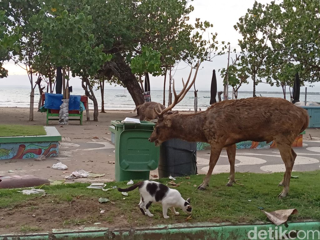 Rusa di Cagar Alam Pangandaran keluar cari makan dari sampah wisatawan.