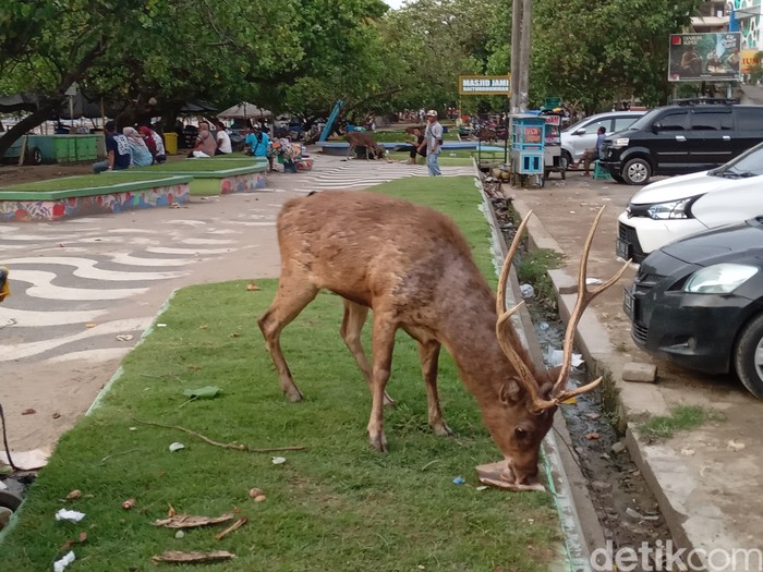 Rusa di Cagar Alam Pangandaran keluar cari makan dari sampah wisatawan.