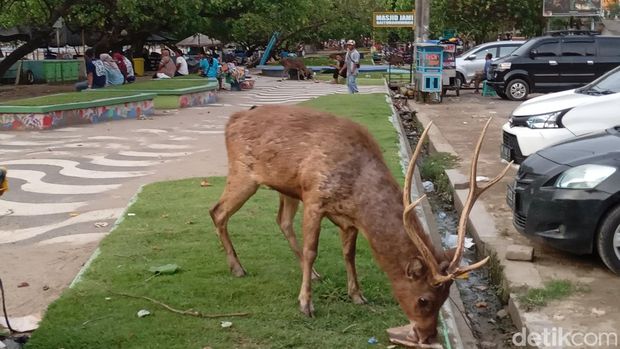 Rusa di Cagar Alam Pangandaran keluar cari makan dari sampah wisatawan. Rusa di Cagar Alam Pangandaran keluar cari makan dari sampah wisatawan.