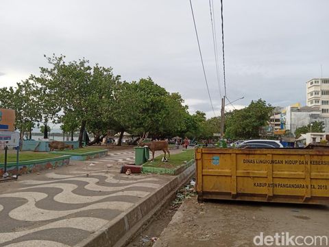 Rusa di Cagar Alam Pangandaran keluar cari makan dari sampah wisatawan.