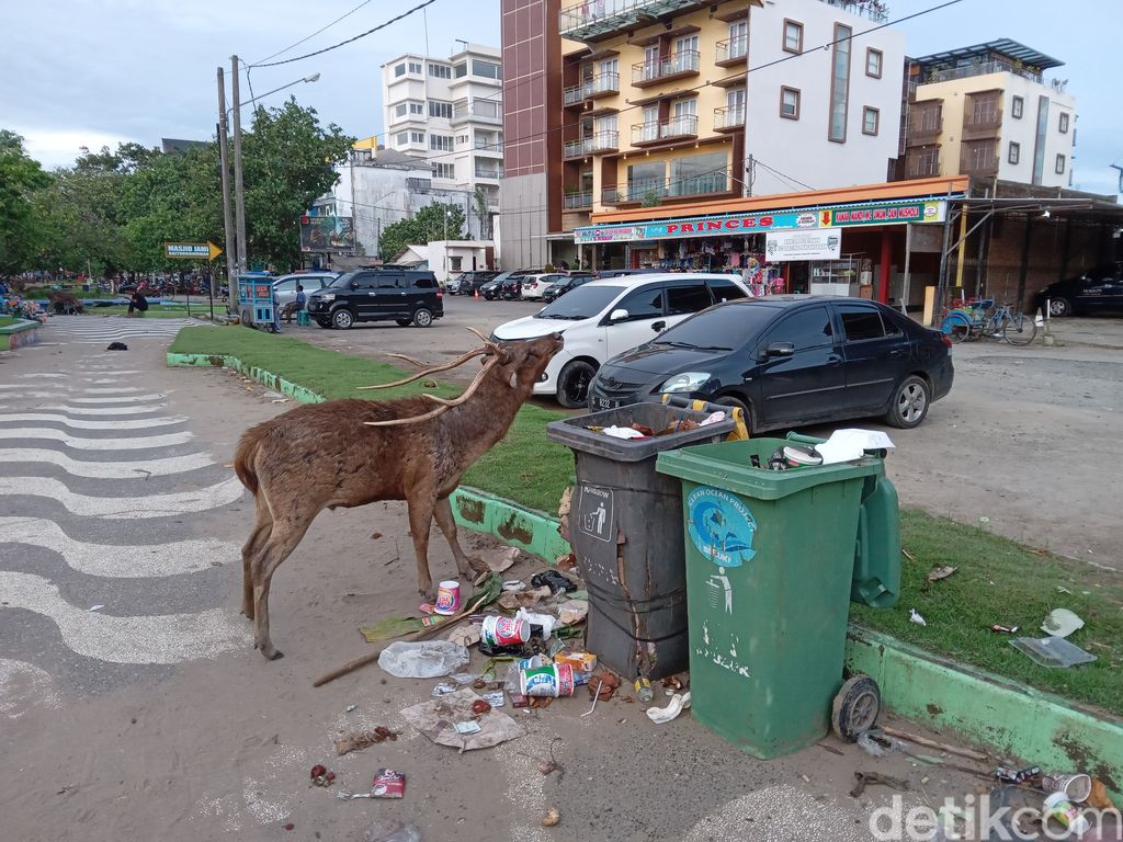 Rusa di Cagar Alam Pangandaran keluar cari makan dari sampah wisatawan.