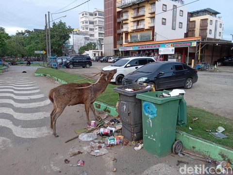 Rusa di Cagar Alam Pangandaran keluar cari makan dari sampah wisatawan.
