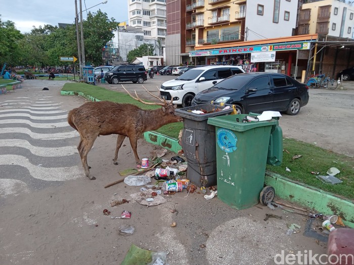 Rusa Keluar Cagar Alam Pangandaran Cari Makan
