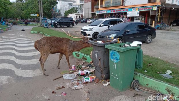 Rusa Keluar Cagar Alam Pangandaran Cari Makan Rusa Keluar Cagar Alam Pangandaran Cari Makan