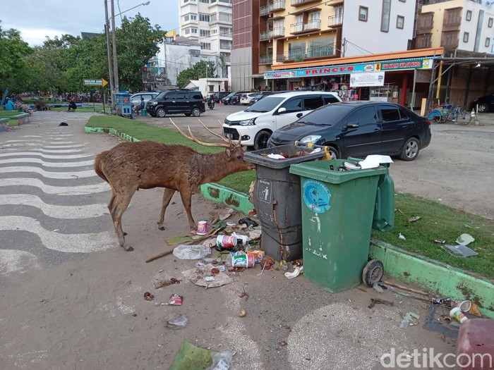 Rusa Keluar Cagar Alam Pangandaran Cari Makan