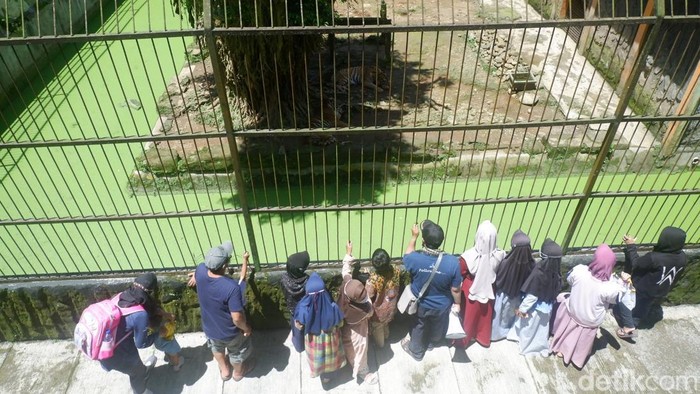 Serulingmas Zoo di Banjarnegara, Jawa Tengah.