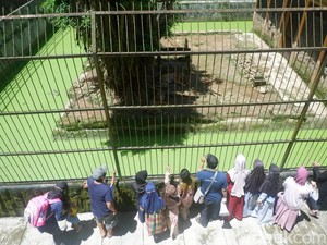 Perawat Satwa Tewas Saat Bersihkan Kandang Harimau