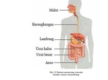Sistem Pencernaan Manusia: Fungsi dan Cara Kerja