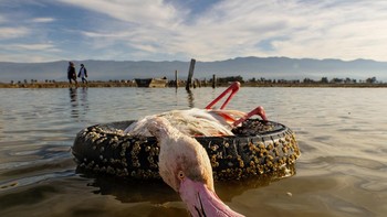 Finalis kategori Environment: Mehdi Mohebi Puor dari Iran Foto: Sony Word Photography Awards