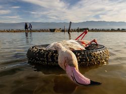 Karya Memukau Finalis Sony World Photography Awards 2022