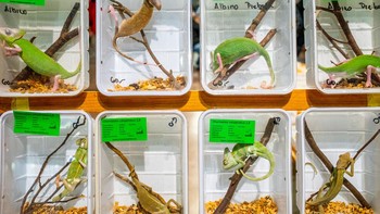 Finalis kategori Environment: Federico Borella. Foto: Sony Word Photography Awards