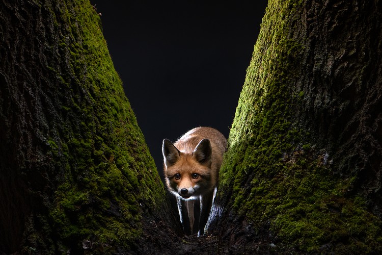 Sony Word Photography Awards 2022