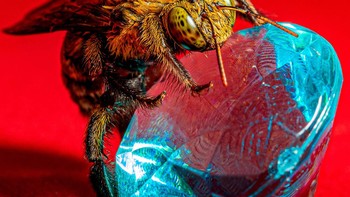 Finalis kategori Wildlife & Nature: Amin Mezian dari Spanyol. Foto: Sony Word Photography Awards