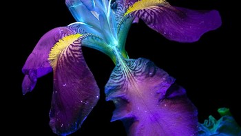 Finalis kategori Wildlife & Nature: Debora Lombardi dari Italia. Foto: Sony Word Photography Awards