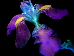 Karya Memukau Finalis Sony World Photography Awards 2022