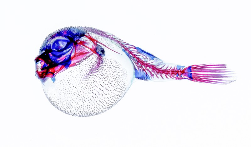 Sony Word Photography Awards 2022