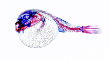 Finalis kategori Wildlife & Nature: Arun Kuppuswamy Mohanraj dari Inggris Foto: Sony Word Photography Awards