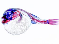 Karya Memukau Finalis Sony World Photography Awards 2022