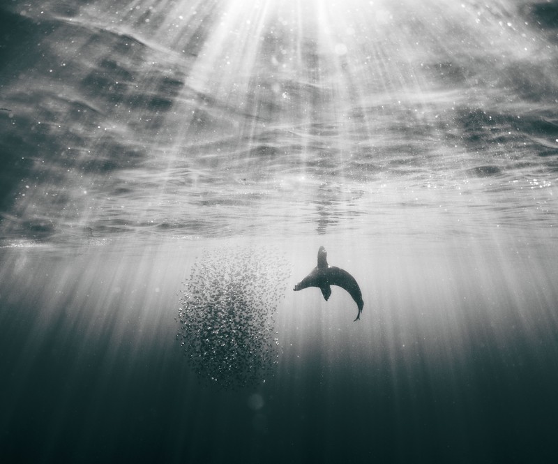 Sony Word Photography Awards 2022