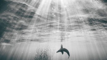 Finalis kategori Wildlife & Nature: Graeme Purdy dari Inggris Foto: Sony Word Photography Awards