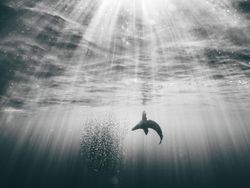 Karya Memukau Finalis Sony World Photography Awards 2022