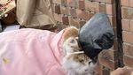 Potret Nitama, Kucing Gemas yang Jadi Kepala Kuil di Jepang