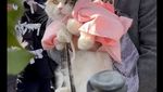 Potret Nitama, Kucing Gemas yang Jadi Kepala Kuil di Jepang