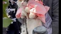 Bahkan pihak stasiun sampai membuatkan kuil kecil juga untuk Tama. Jadi selain dia bekerja di stasiun dia juga berperan sebagai imam kuil.