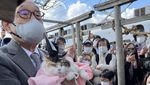 Potret Nitama, Kucing Gemas yang Jadi Kepala Kuil di Jepang