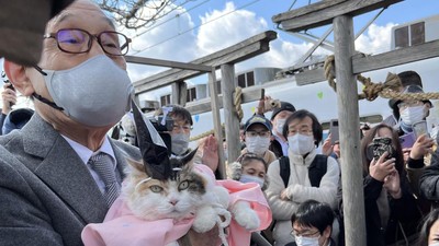 Potret Nitama, Kucing Gemas yang Jadi Kepala Kuil di Jepang