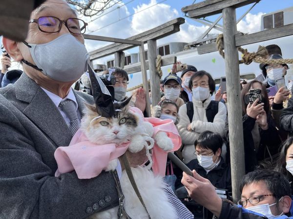 Potret Nitama, Kucing Gemas yang Jadi Kepala Kuil di Jepang