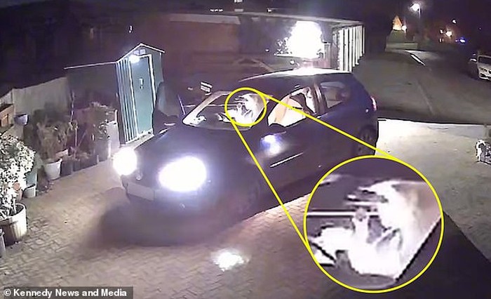 Duh! Pengantar Makanan Ini Tertangkap CCTV Sedang Lahap Pizza Pelanggan