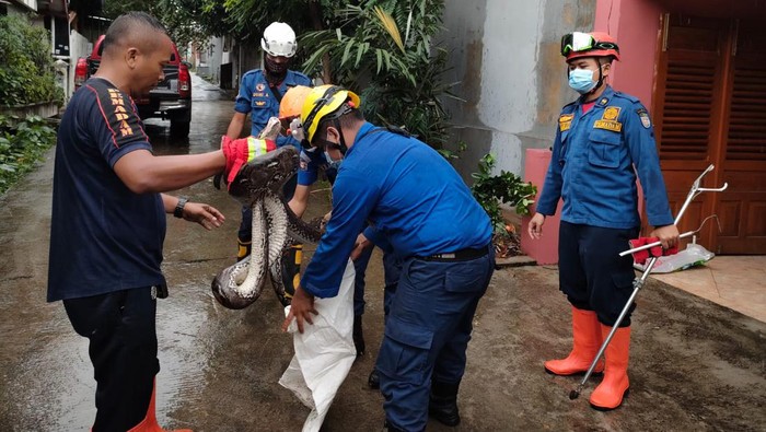 Petugas Pemadam Kebakaran Kota Depok evakuasi ular sanca dari permukiman warga.