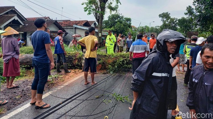 Angin kencang menumbangkan pohon di Banyuwangi. Pohon yang tumbang tersebut menimpa mobil.