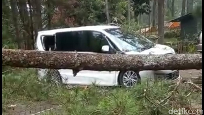 Pohon Tumbang Timpa Mobil Wisatawan di Lembang